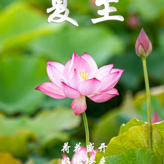 新生活养生(义乌商品城店)官方号