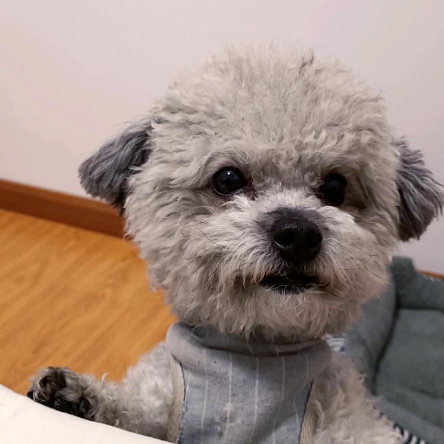 不是灰太狼的小灰灰