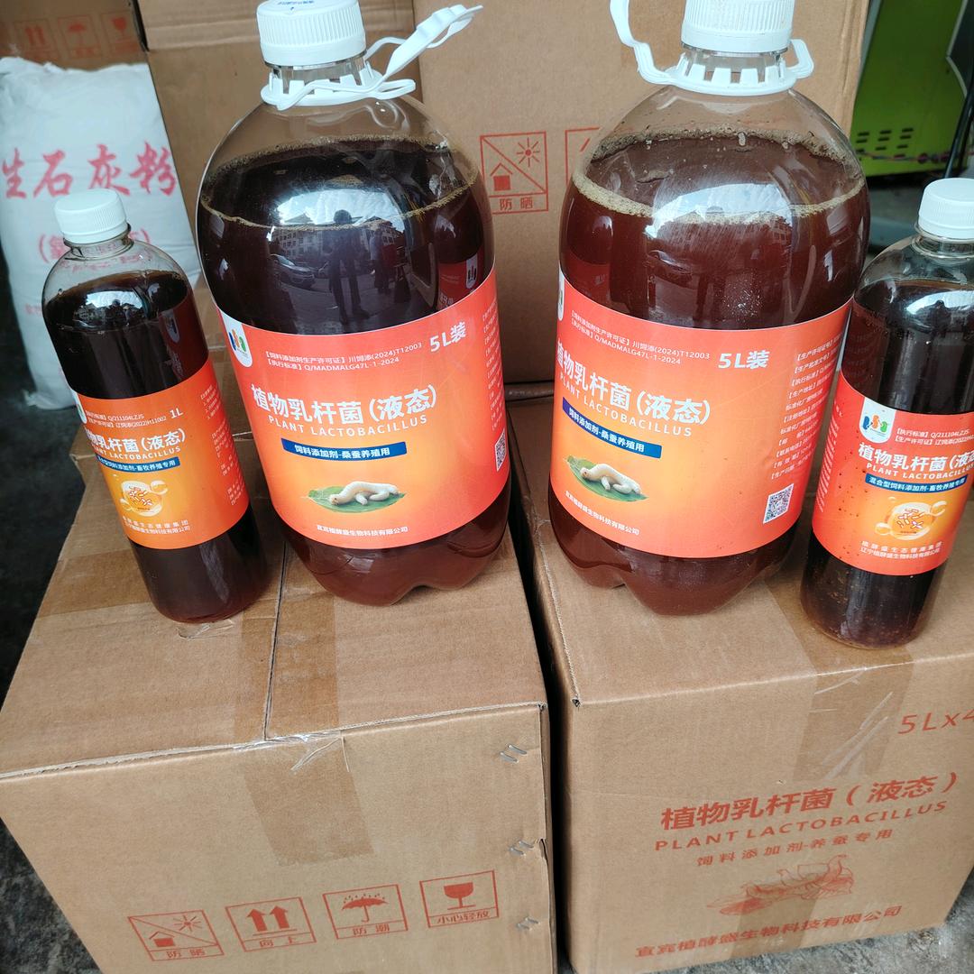 植物乳杆菌 江哥
