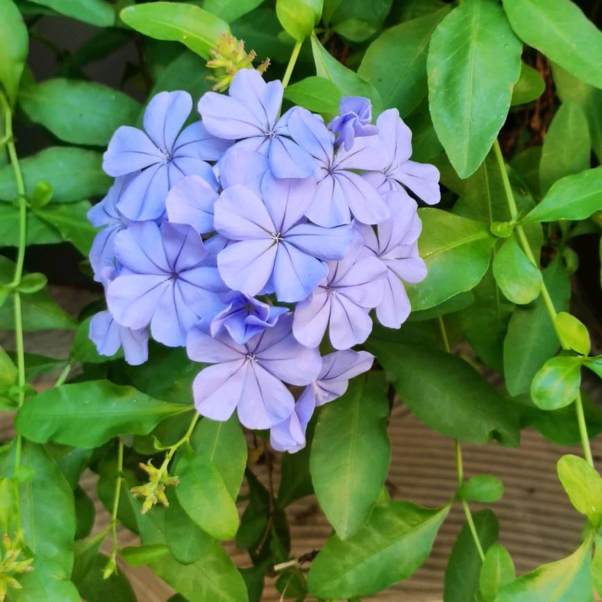 等风来