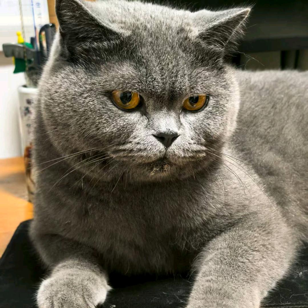 肯爱千金轻一笑