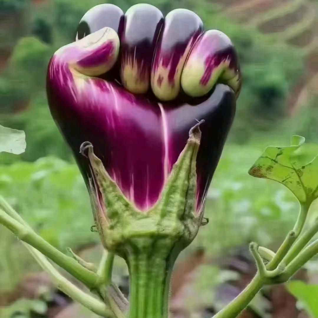 龙村人