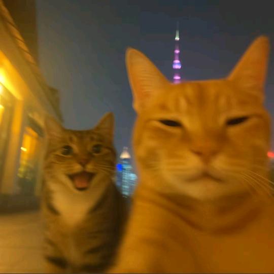 牵猫散步的鱼