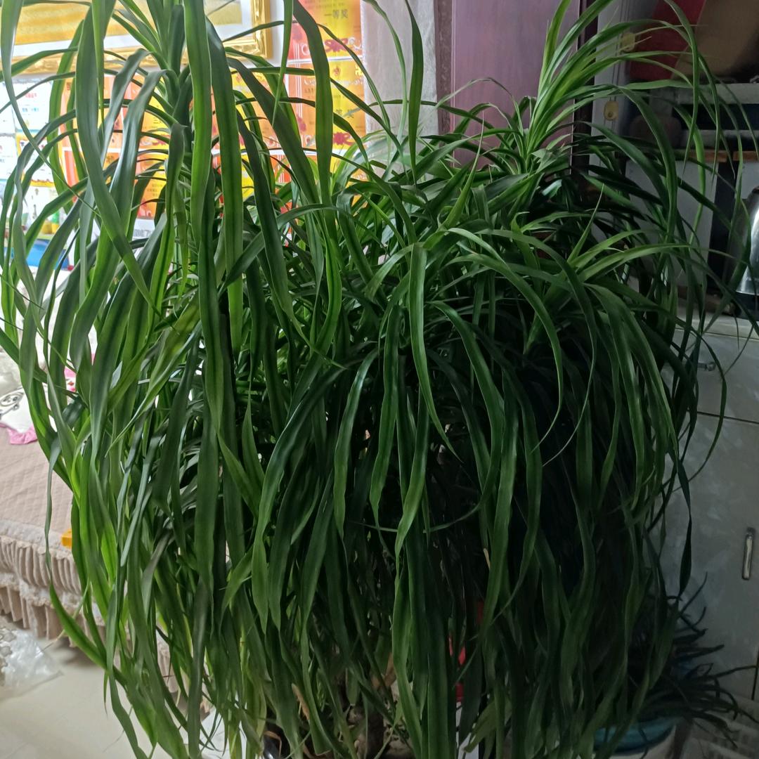 泽少