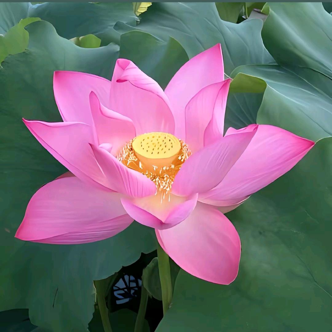开心姐）早上5点10开播）