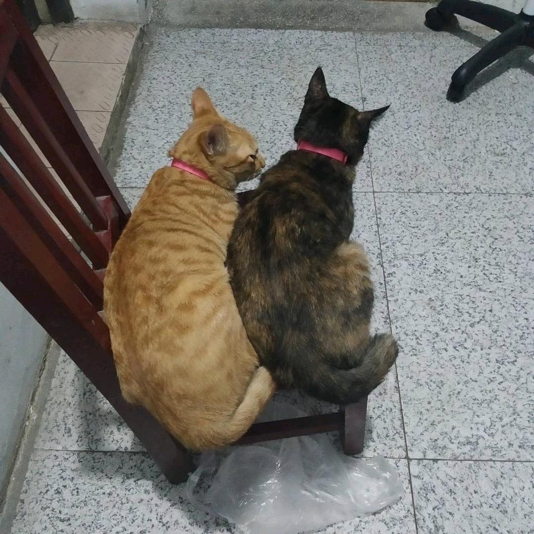 本心。(小老贡)。