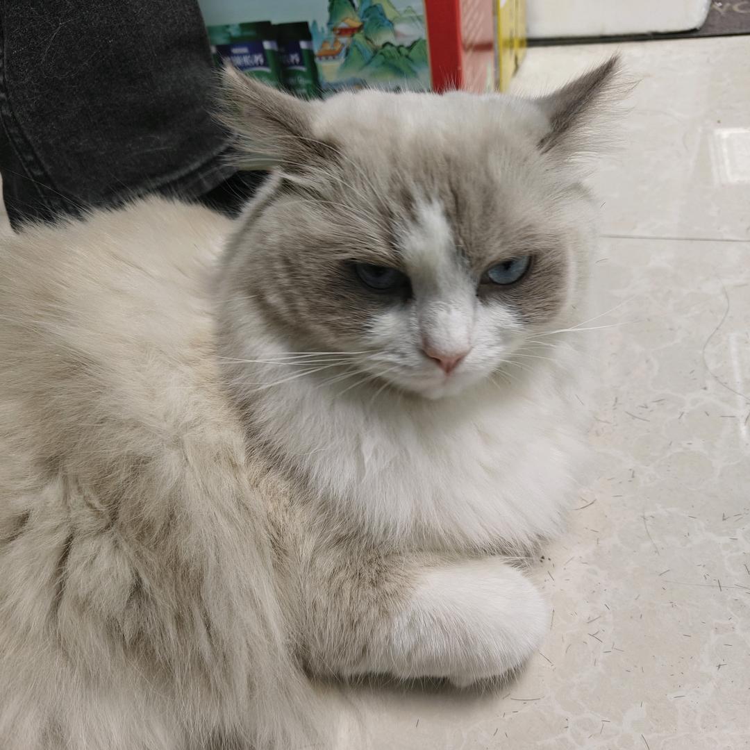 图图cos女仆勾引壮壮妈