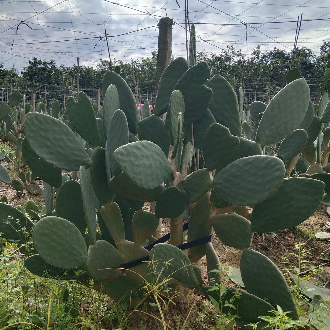 云南掌鑫仙缘仙人掌系列