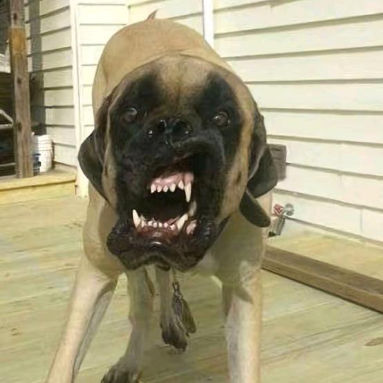 疯狗