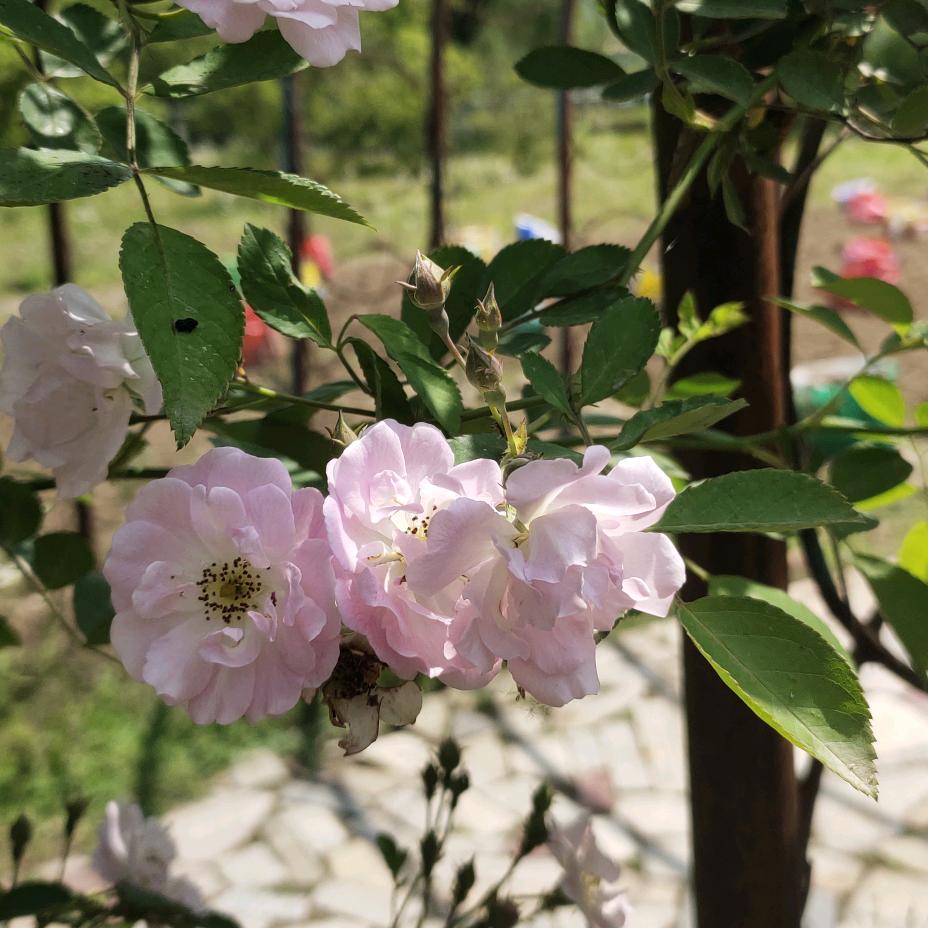 悠悠漫游