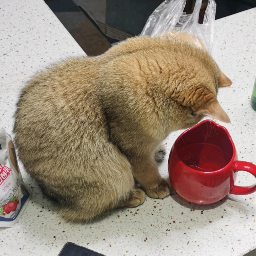 陈家巷的夜猫子