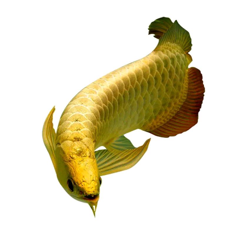 龙鱼追剧