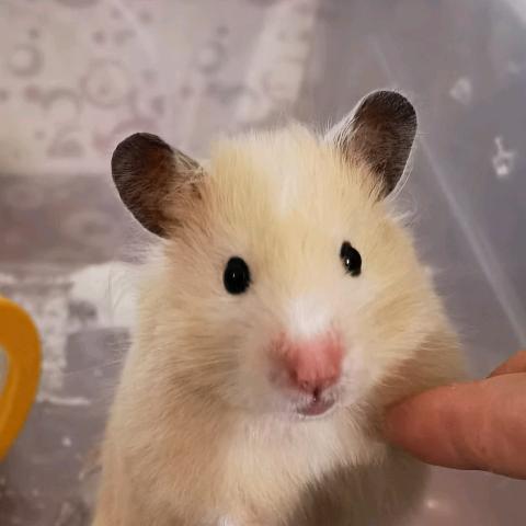 不爱吃饼(涨粉互关）