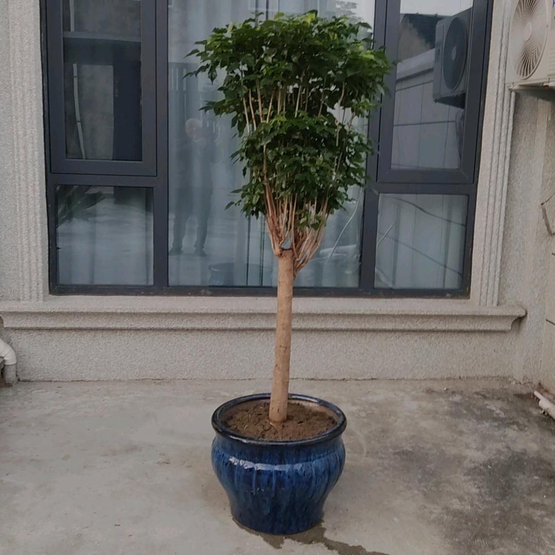乡下漂泊人