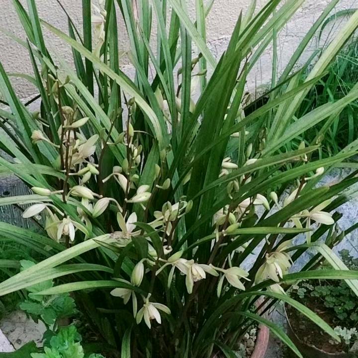 平淡的一生