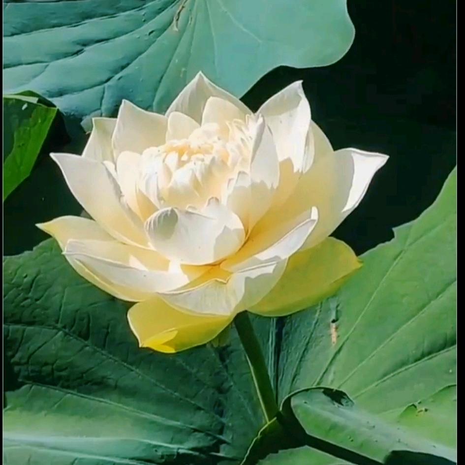 清风明月🌿