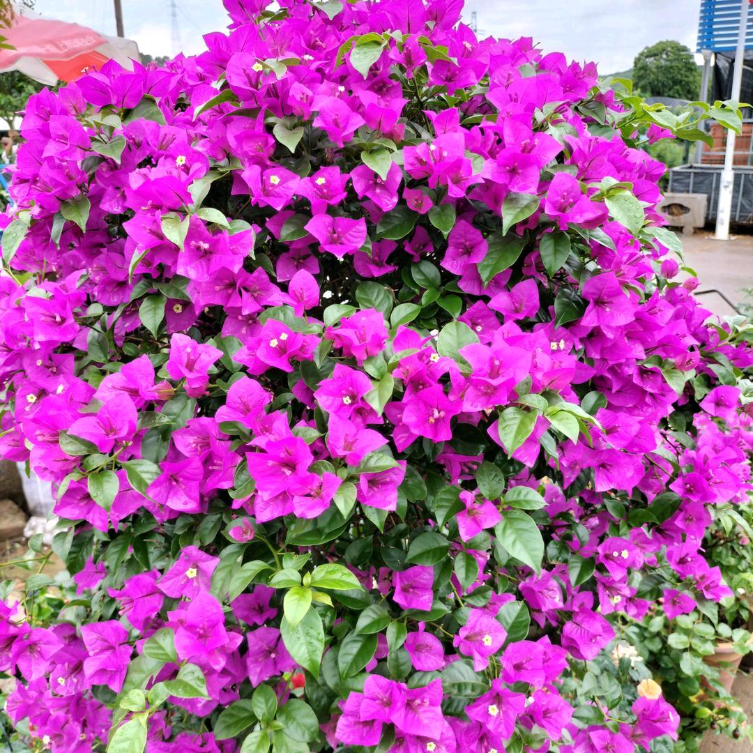 执着一生，，小白！…