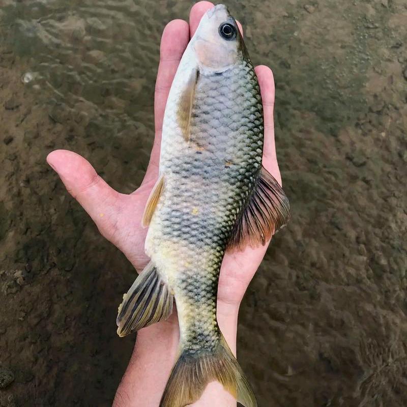 越溪钓鱼<溪流户外>