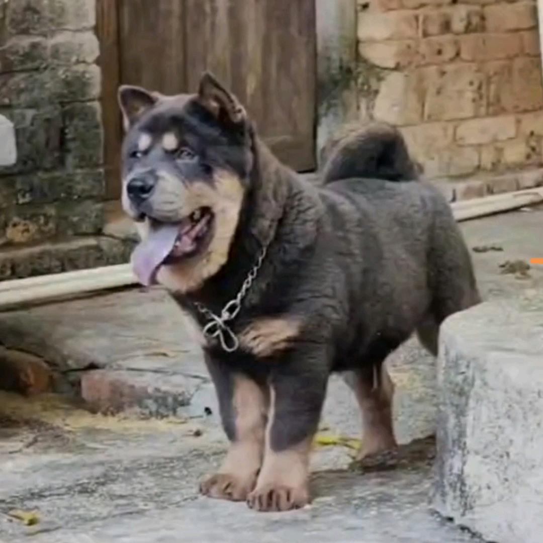 容县柚乡小陈犬类养殖场
