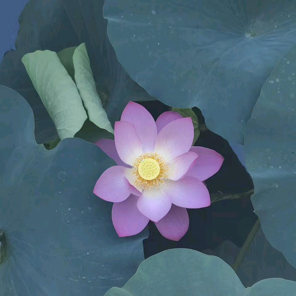 舞动人生