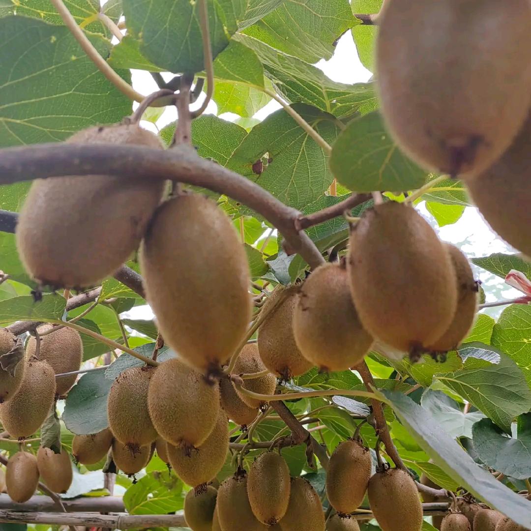 喜客来猕猴桃水果店