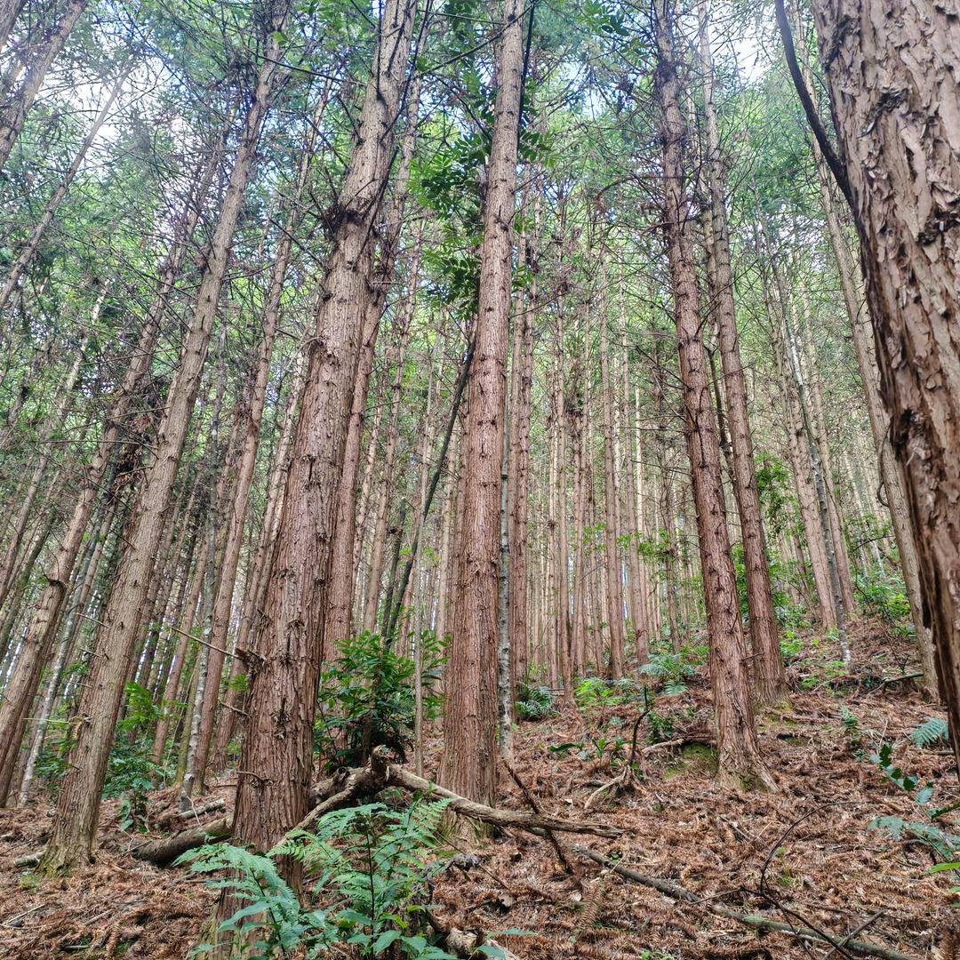 永安盛邦林业