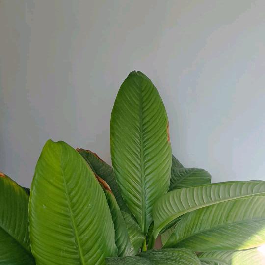 发财哥