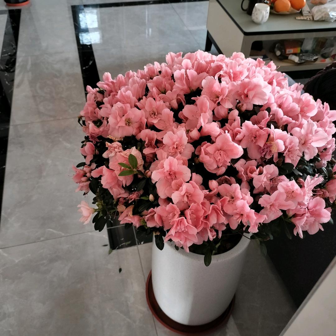 小云儿