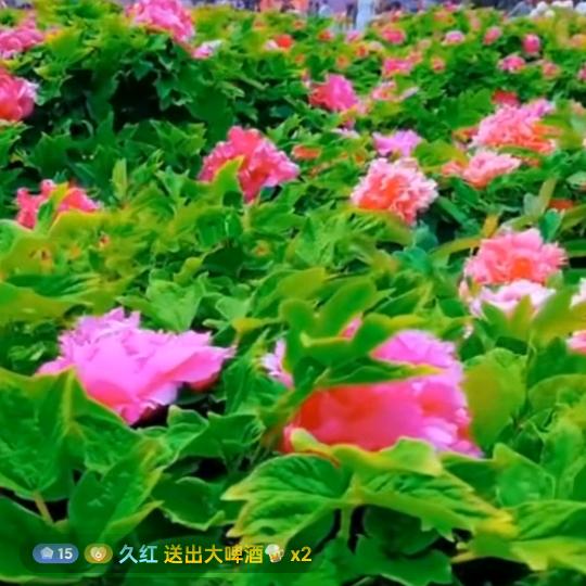 发财