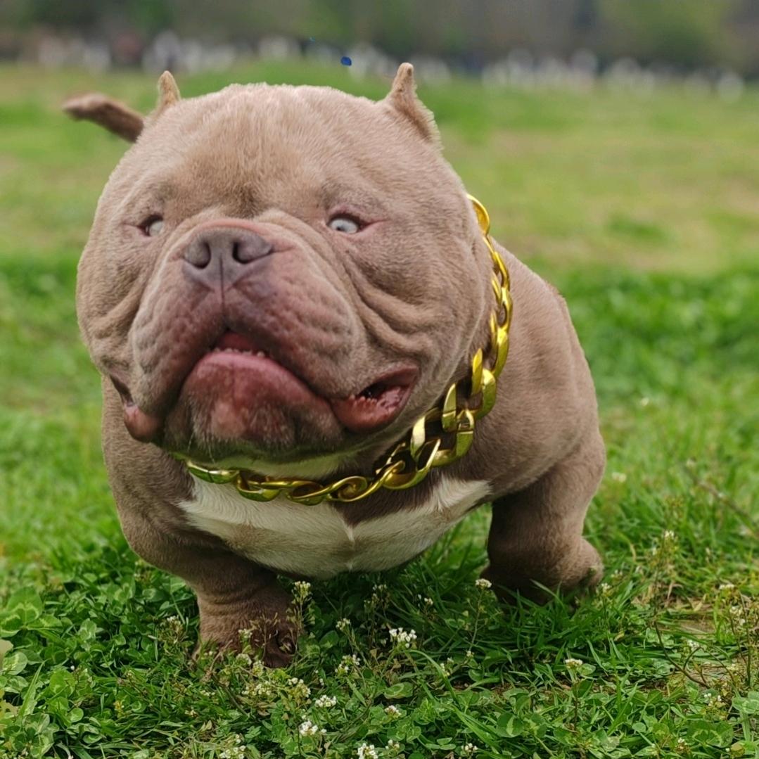 名赫恶霸犬俱乐部