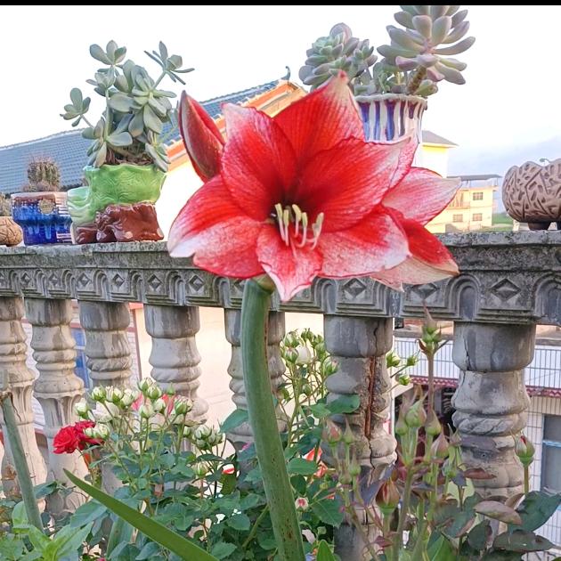 花语楼顶花园