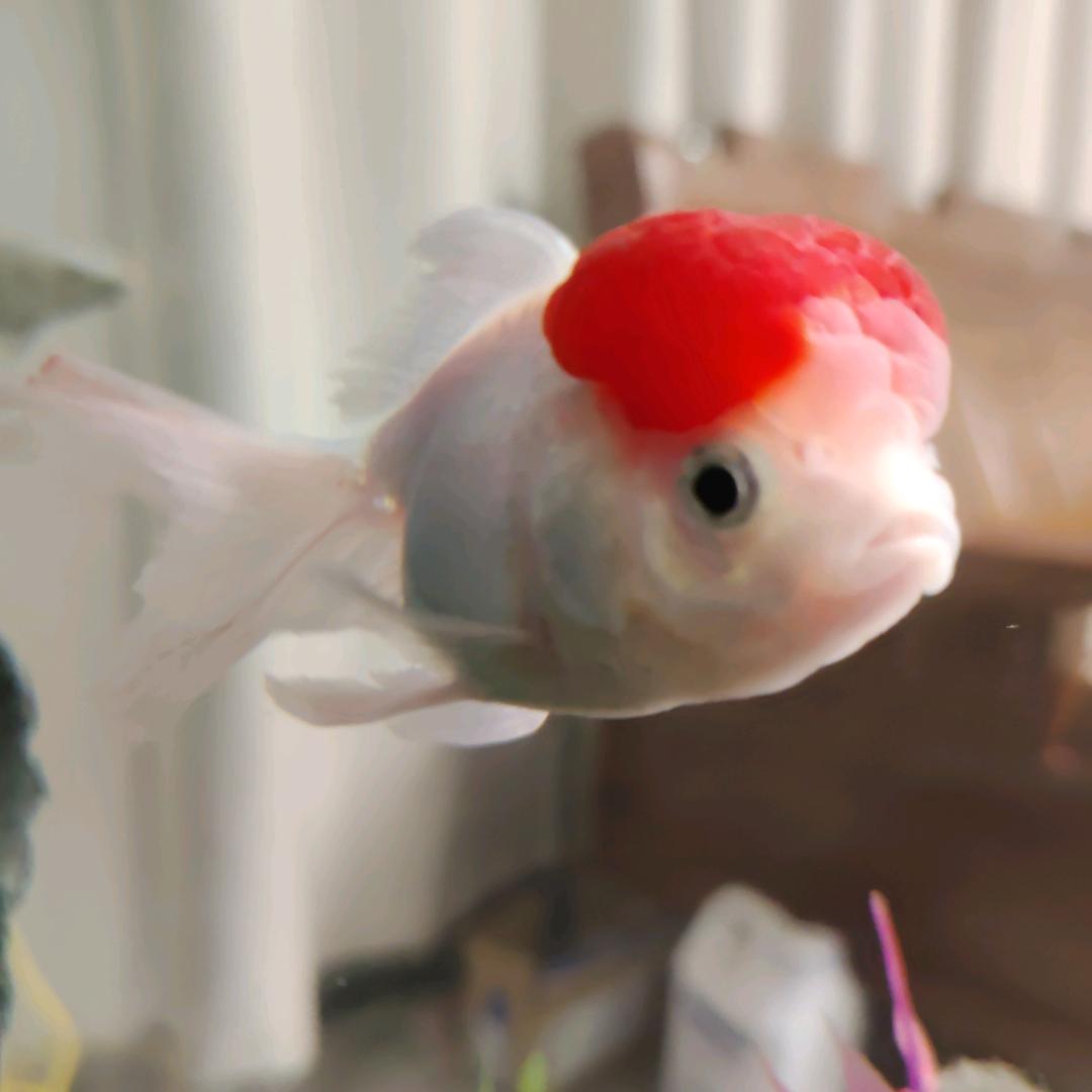 贝壳