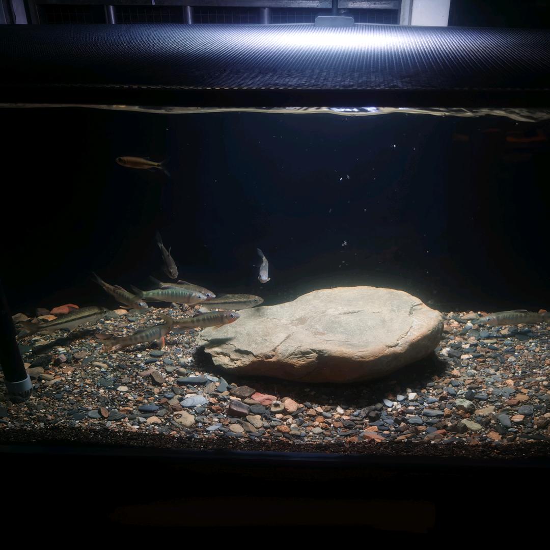鱲🐟