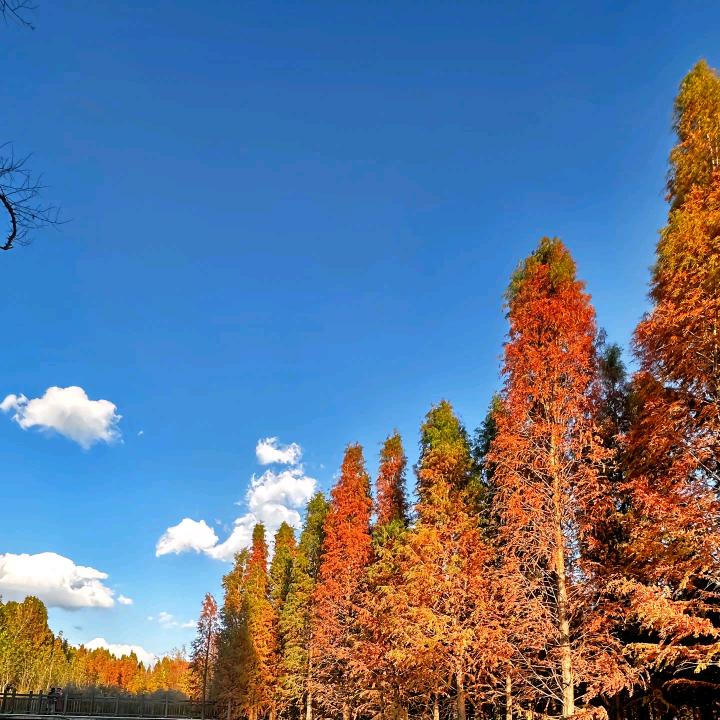 梦动445小冰雪直播号