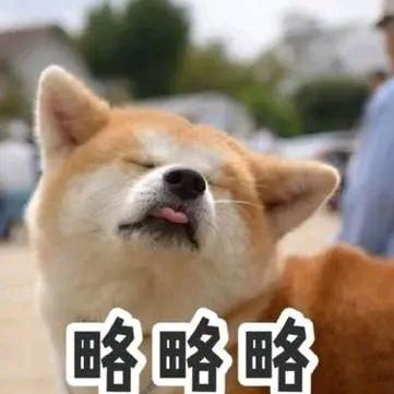 不爱吃肉的汪星人