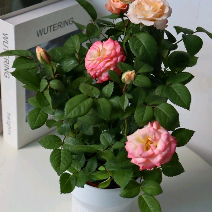 老公你好，你吃饭没有？