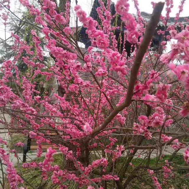 农村单身自由汉