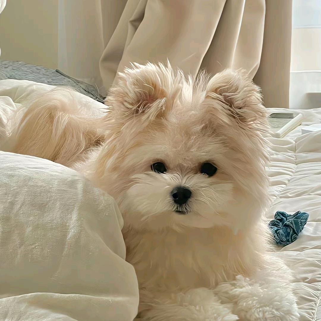 ℋᵅᵖᵖᵞ♡ᵕ