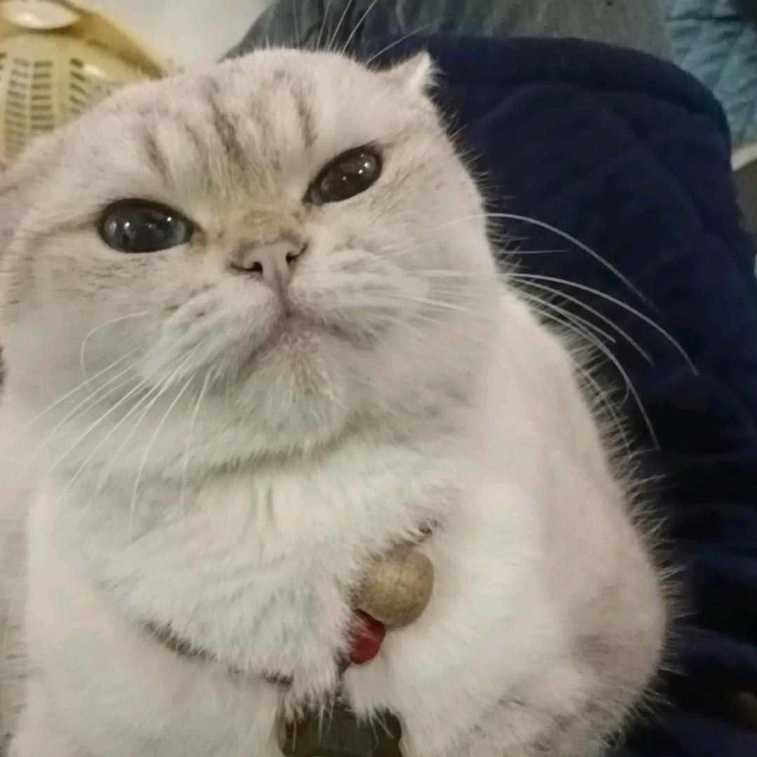 玉青