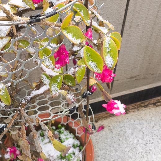换名了