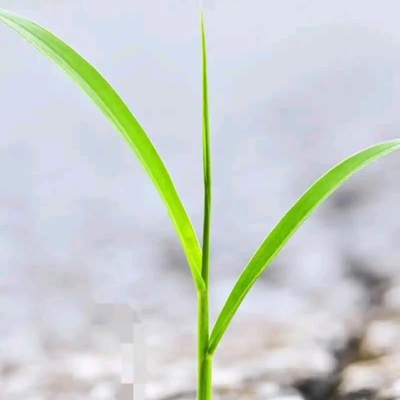 一棵草