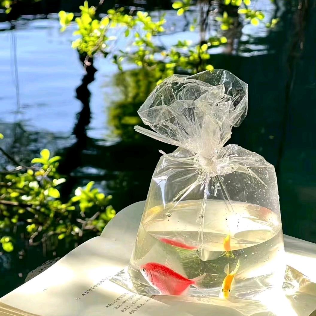 拾光锦鲤🌻