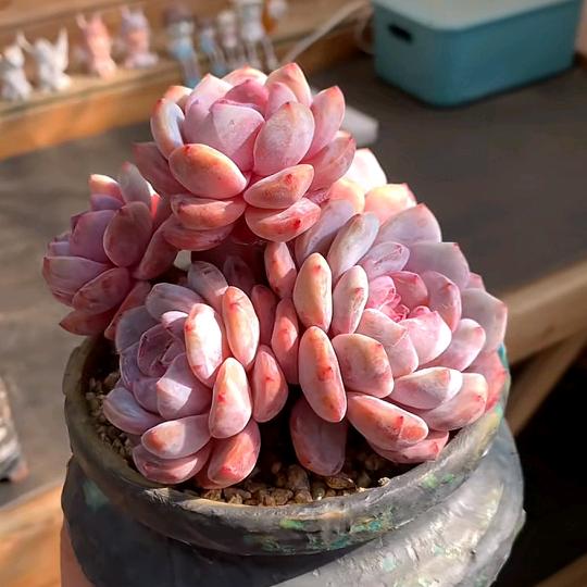 桑 桑
