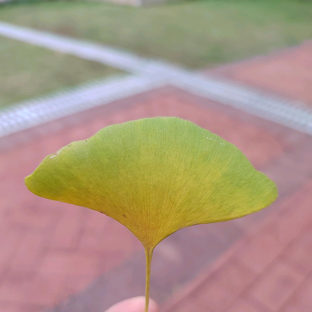 是青青啊