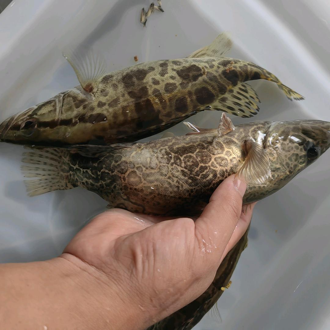 千岛湖—伊夫鱼渔湖鲜店