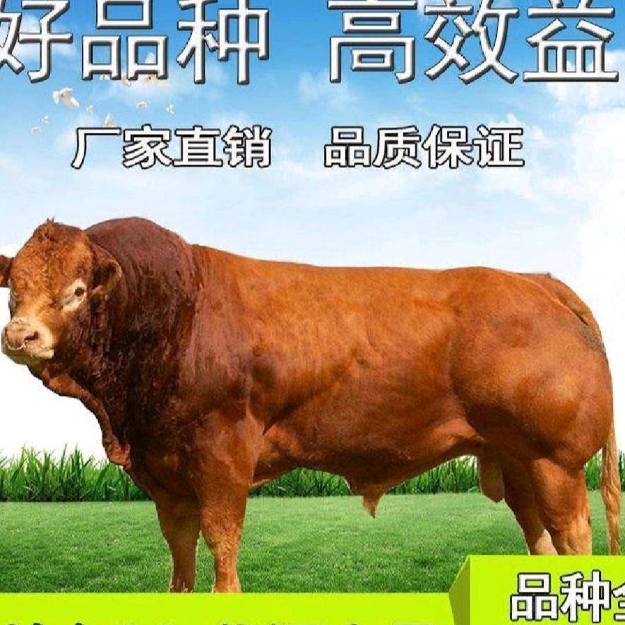 小高养殖