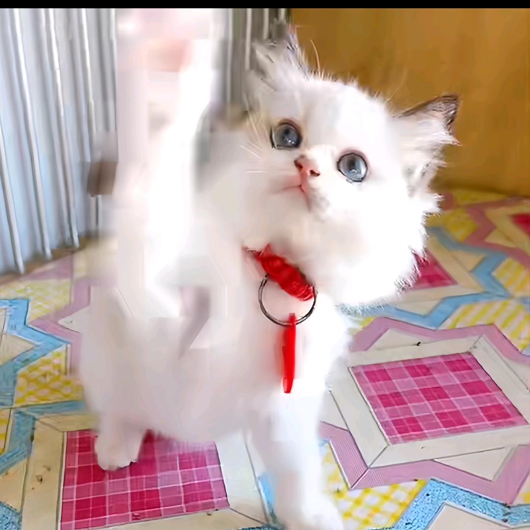 元宝布偶猫