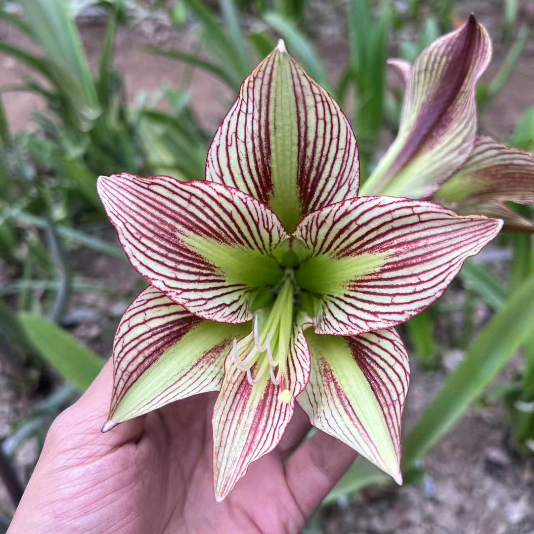 花儿花圃朱顶红