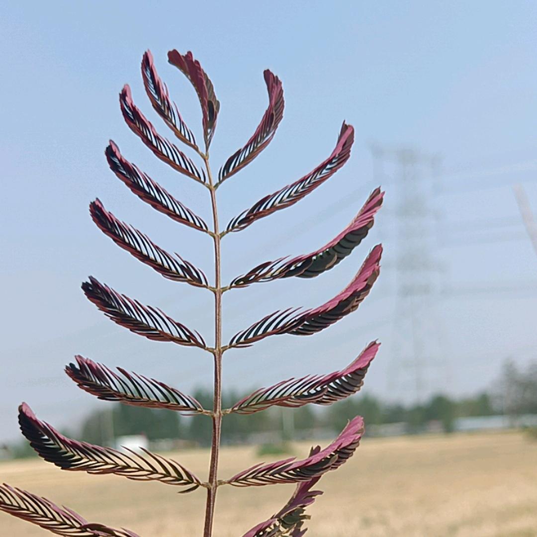 玥玥百货行