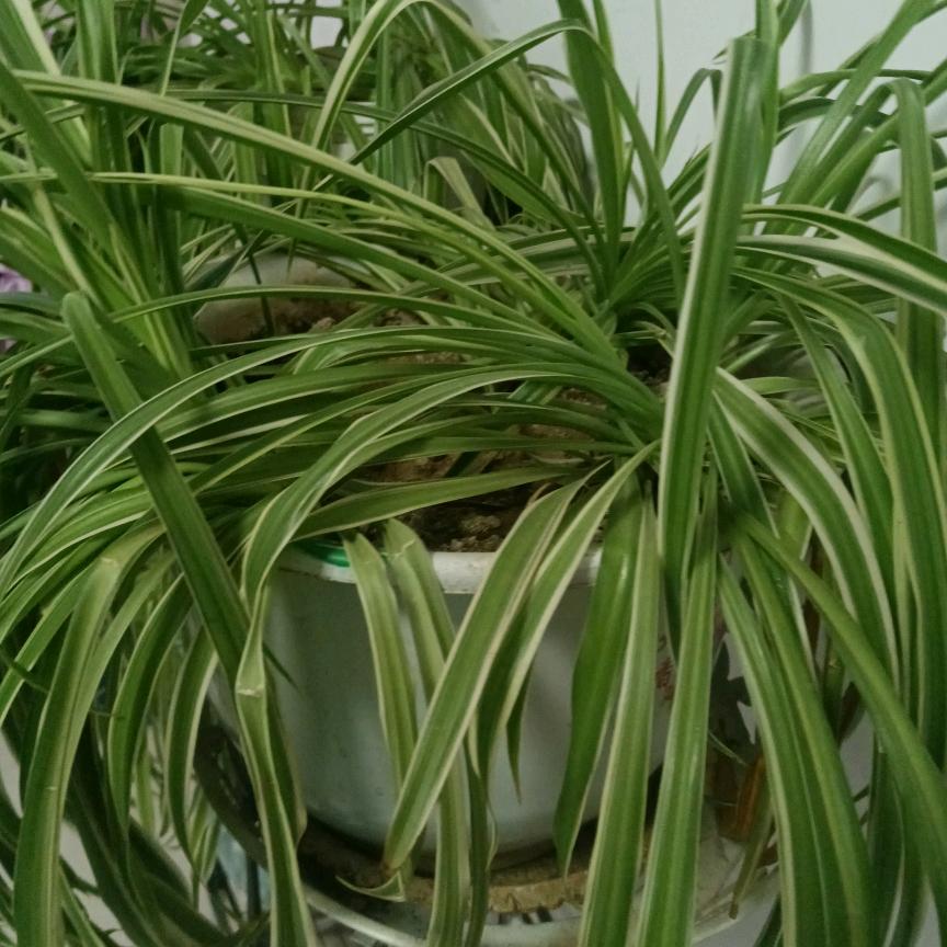 苦累洒解忧愁《单身》